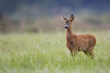 bir takas uyuyan genç Karaca