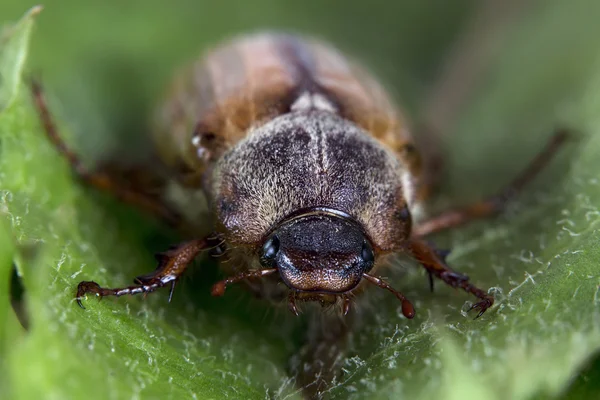 Un escarabajo — Foto de Stock