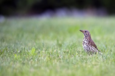 çayır incir kuşu vahşi