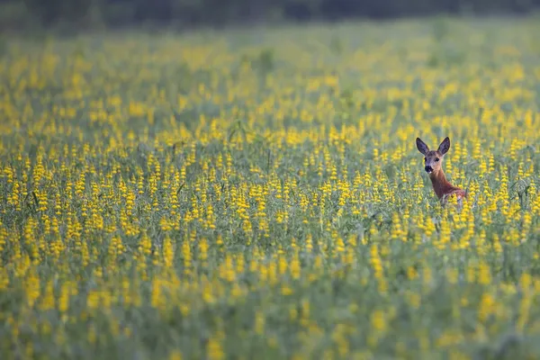 Roe deer hidden in the flowers — Stock Photo, Image