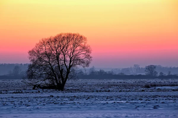 Boom bij zonsondergang in de winter — Stockfoto