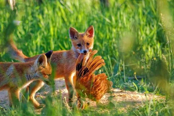 Fuchsjagd auf der Lichtung — Stockfoto