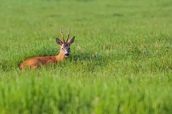 Złotówki jelenia odpoczynku na polanie — Zdjęcie stockowe