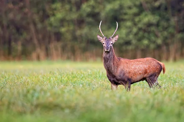 Vahşi genç Kızıl geyik — Stok fotoğraf