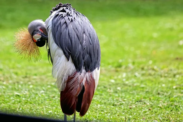 Grijze gekroonde crane - balearica regulorum — Stockfoto