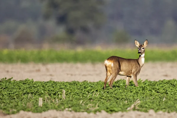 在野生狍 — Stockfoto