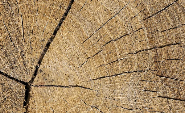 Sezione trasversale di un albero, uno sfondo — Foto Stock