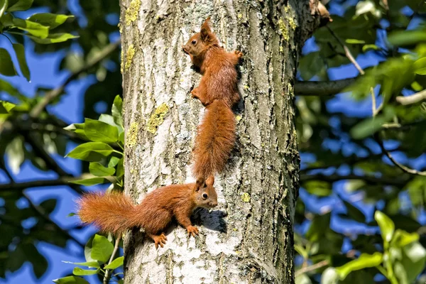 Rude wiewiórki w lesie — Zdjęcie stockowe