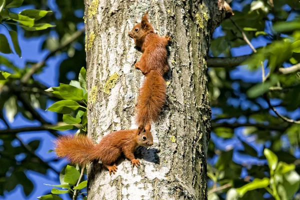 Ardillas rojas en el bosque — Foto de Stock