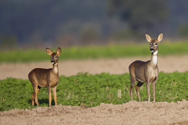 Roe-deer with a child — Stock Photo, Image