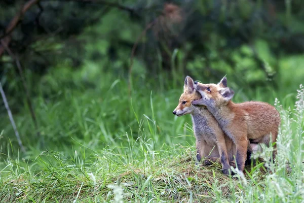 Młodych lisów na polanie — Zdjęcie stockowe
