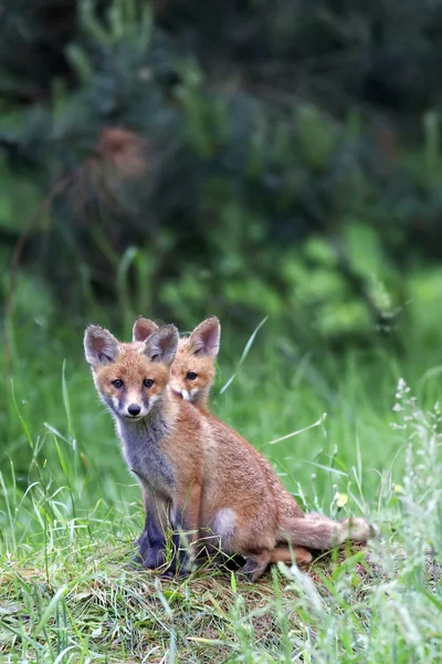 Юные лисы в дикой природе — стоковое фото