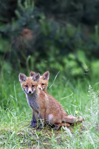 Zorros jóvenes en la naturaleza —  Fotos de Stock