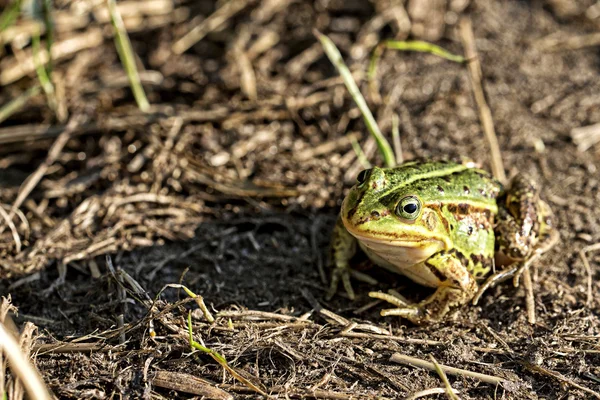 绿色的青蛙，在野外 — 图库照片