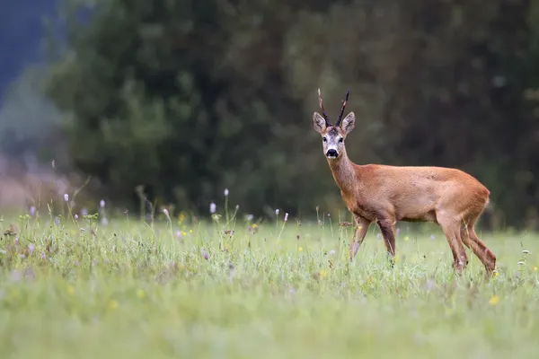 Buck herten in het wild — Stockfoto