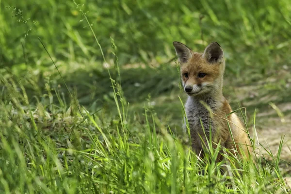 Young fox in the clearing — Stock Photo, Image