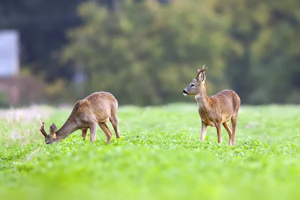 Two bucks deer in the wild — Stock Photo, Image