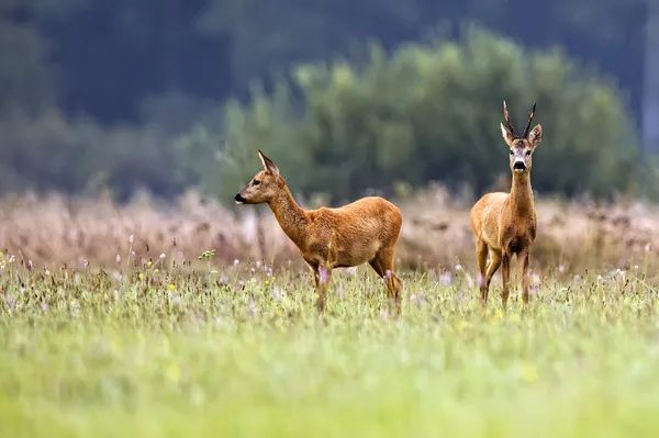 Buck jelen s srnec na mýtině — Stock fotografie