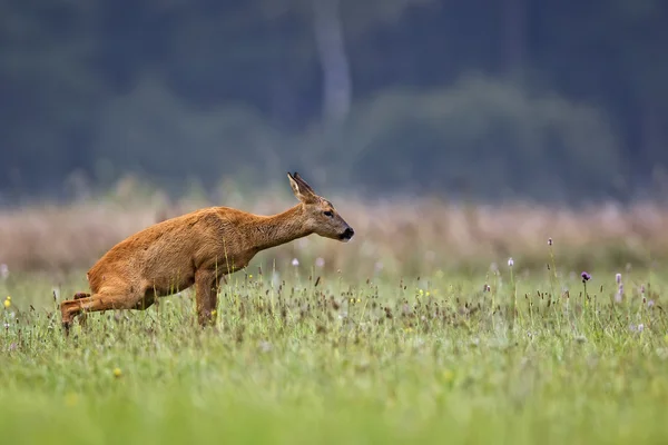 Roe-deer in the morning toilet — Stock Photo, Image