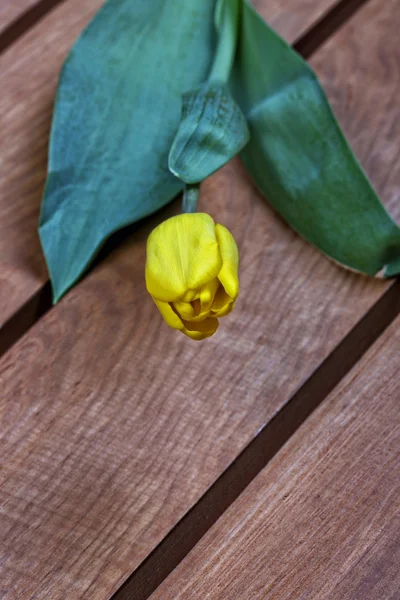 Tulipa amarela em um fundo de madeira — Fotografia de Stock