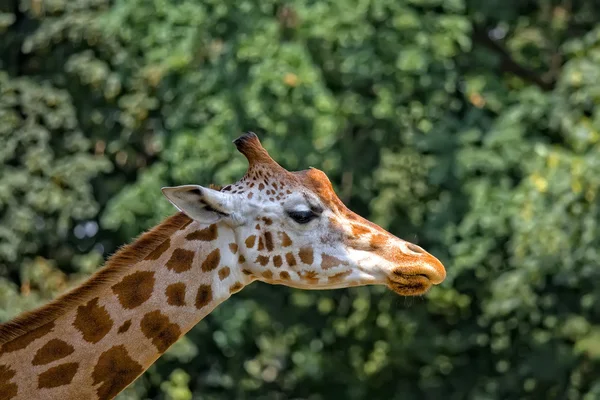 Profilo giraffa — Foto Stock