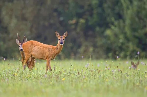 Sarna w środowisku naturalnym — Zdjęcie stockowe