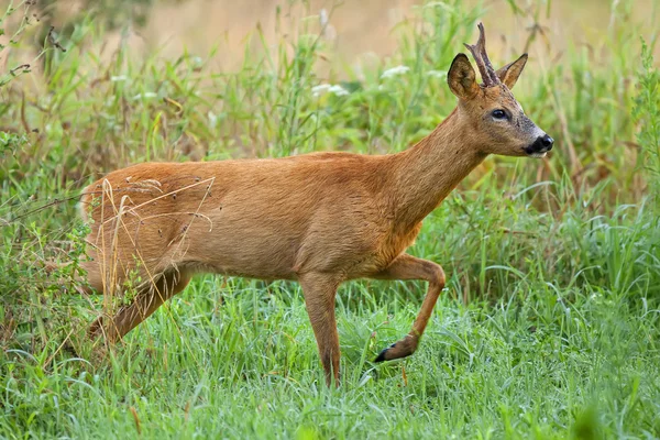 Buck geyik kaçan bir açıklıkta — Stok fotoğraf