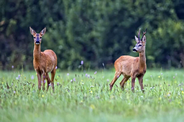 Buck jelen s roe-deer v přírodě — Stock fotografie