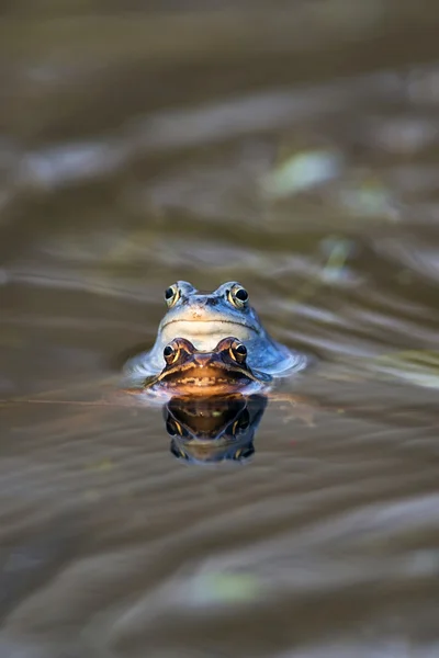 Förtöja frog - parning — Stockfoto