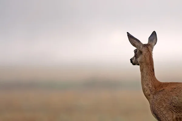 Roe-deer looking at something — Stock Photo, Image