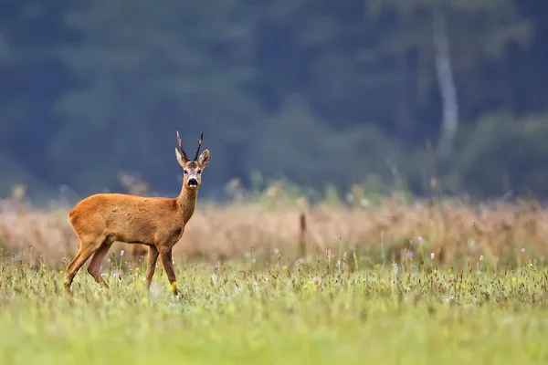 Buck jelen na mýtině — Stock fotografie