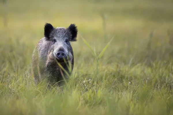 Zwijnen in de clearing. — Stockfoto