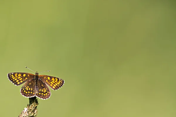 Uma borboleta, um fundo — Fotografia de Stock