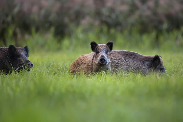 Galtar i naturen — Stockfoto