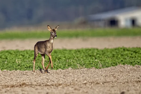 Roe-deer in the wild, — Stock Photo, Image