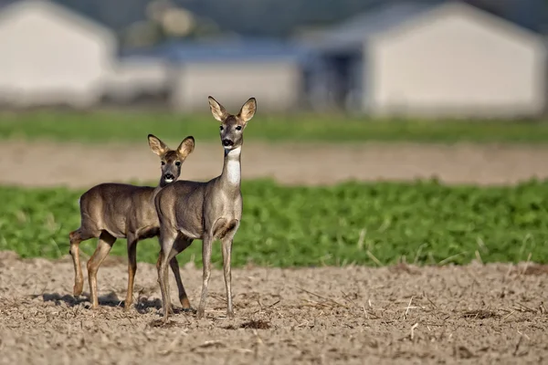 Roe-deer with young in a clearing — Stock Photo, Image