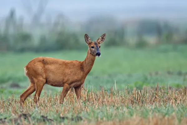 Roe-veado na névoa da manhã — Fotografia de Stock