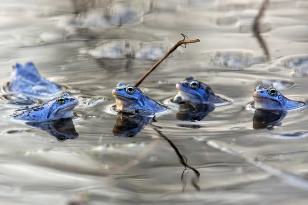 Aanmeren kikkers in het wild — Stockfoto