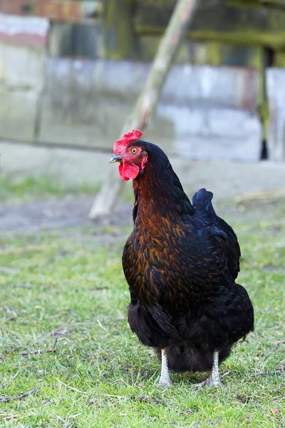 Gallina in azienda — Foto Stock