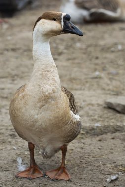 çiftlikte kazgans op de boerderij