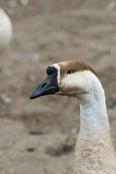 Oie à la ferme — Photo