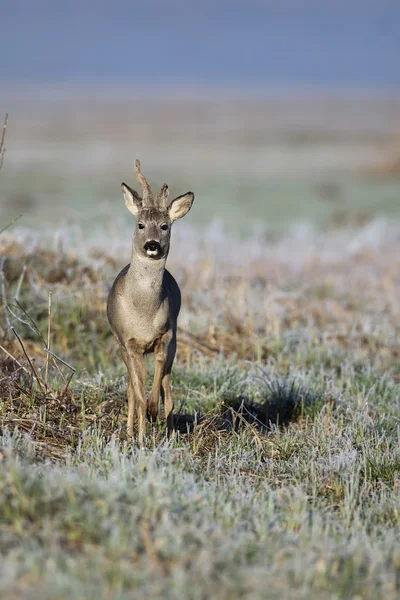 Buck deer in a clearing — Stock Photo, Image