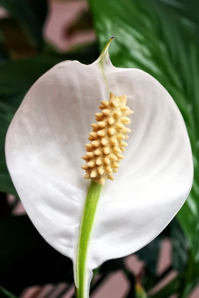 Flores de primavera —  Fotos de Stock