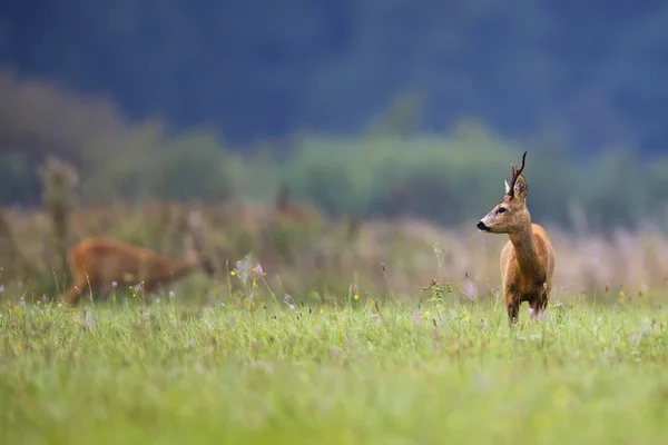 Buck jelen na mýtině — Stock fotografie