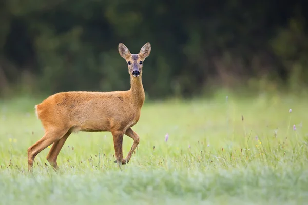 Beautiful roe-deer in the wild — Stock Photo, Image