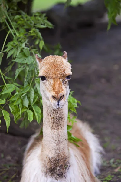 Lama, portrét — Stock fotografie