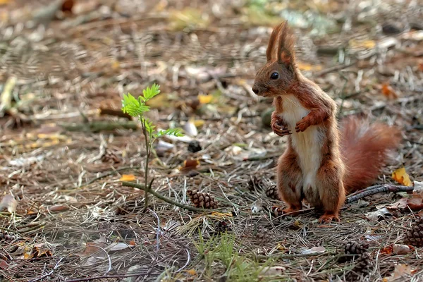 숲 속의 붉은 다람쥐 — 스톡 사진