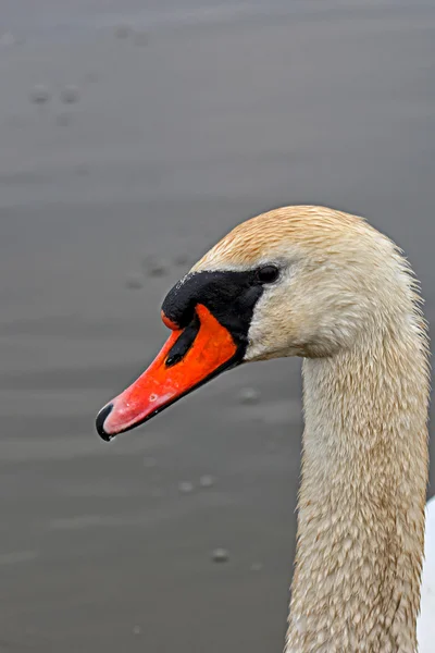 Swan, a portrait — Stock Photo, Image