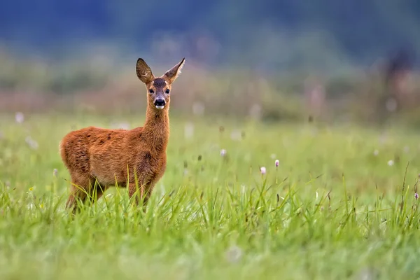 Young roe-deer in the wild — Stock Photo, Image