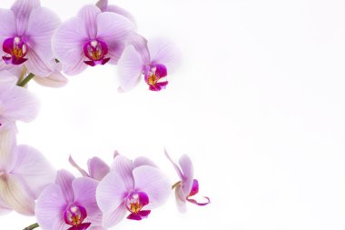 Orkide, bir arka plan